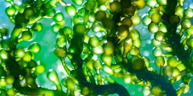 知耕快报｜全球变暖提升作物疾病压力机器视觉识别白粉病感染葡萄
