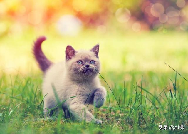 世界上22个最小的猫品种
