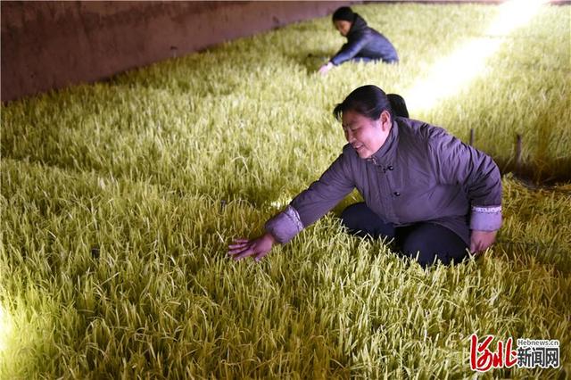 河北深州：黄韭“生金”铺平老乡致富路