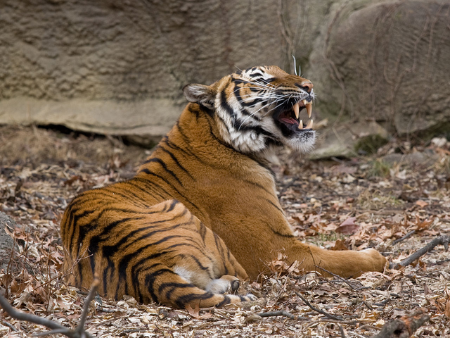 美国动物园一名清洁工摸老虎被咬手，极度濒危的马来虎被射杀