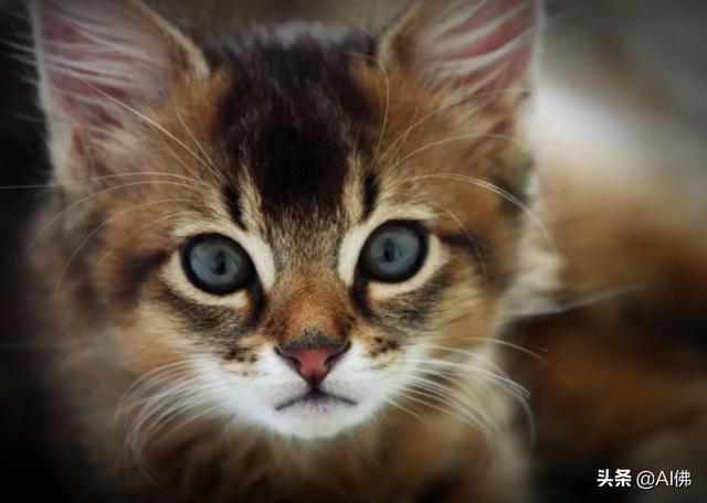 世界上22个最小的猫品种