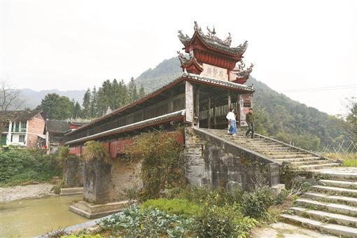 “草根”到“顶流”⑧丨一片树叶，行过千山万水