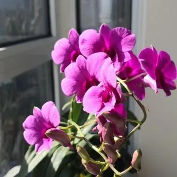 影星胡蝶回忆录 （续八）