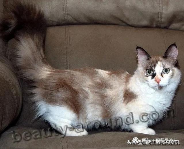 「休闲娱乐」世界猫咪图集