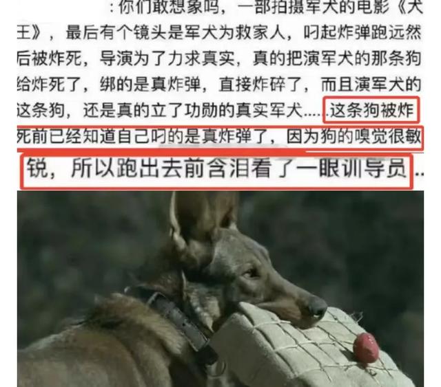 《当家主母》虐猫上热搜：为拍剧竟毒死真猫，剧组疯狂洗白惹争议