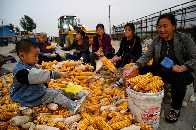 中国11月玉米进口量同比减逾三成