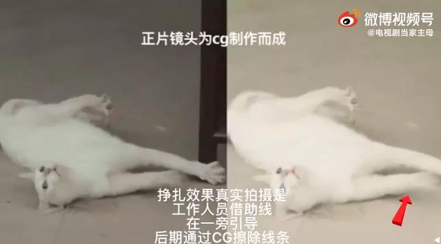 《当家主母》虐猫上热搜：为拍剧竟毒死真猫，剧组疯狂洗白惹争议