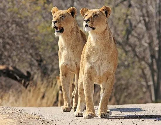 惊魂一刻，两狮子在新加坡机场逃脱
