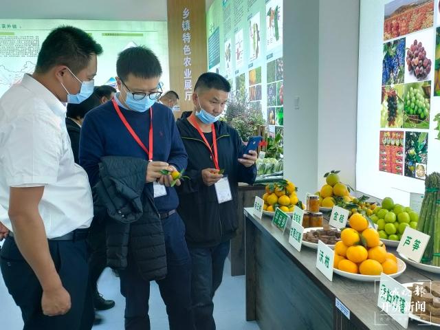 云南冬早蔬菜产业创新发展擦亮绿色“云菜”牌