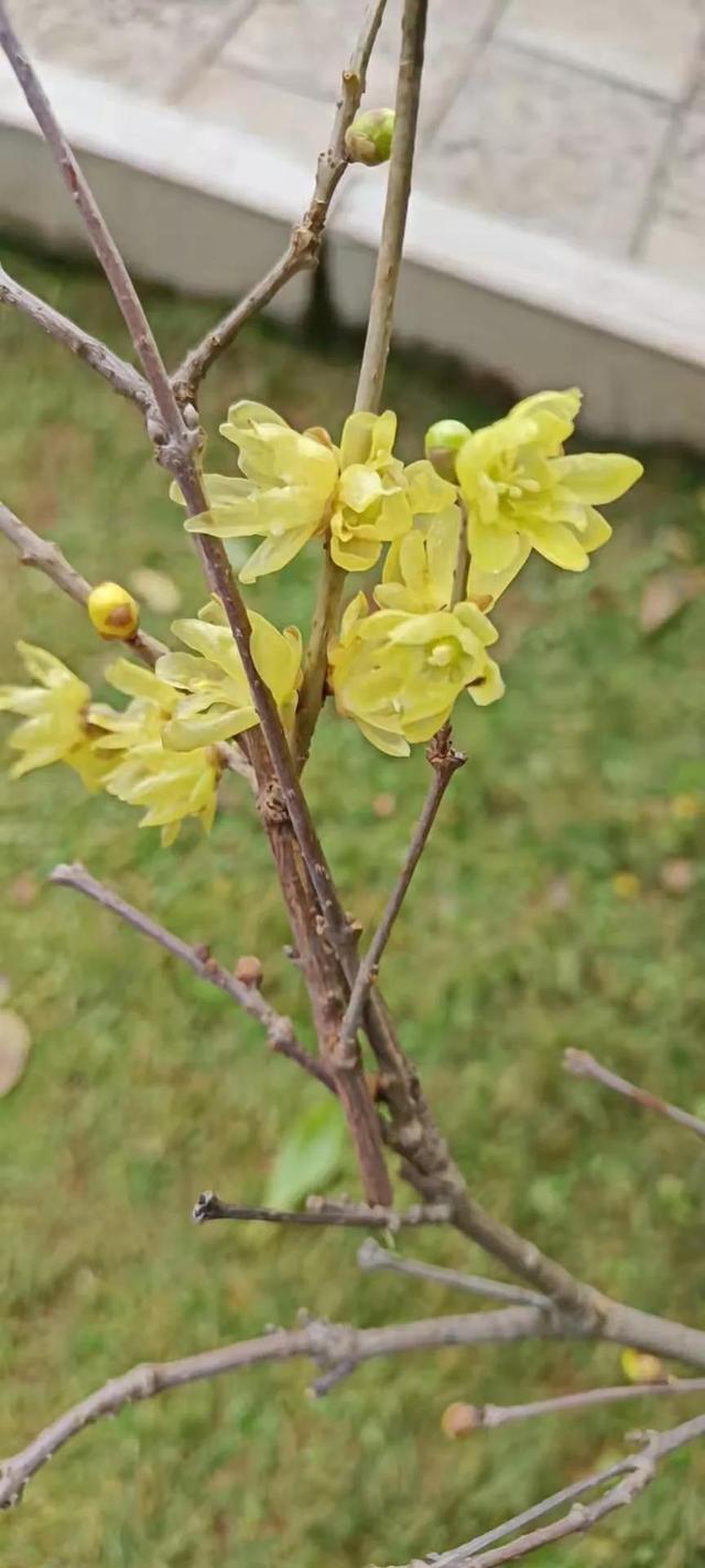 （振强自传6）窝囊
