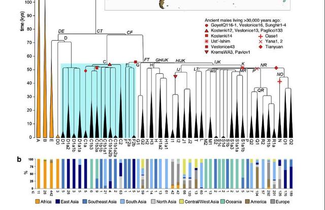 4.5万-3.0万年古DNA揭示：现代欧亚人的父系均起源于东亚南部