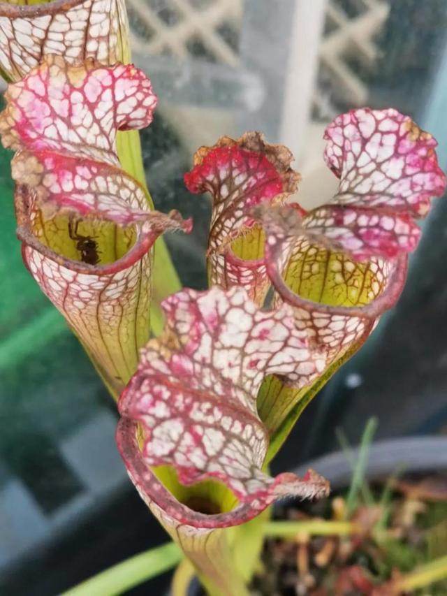 新加坡圣地亚哥