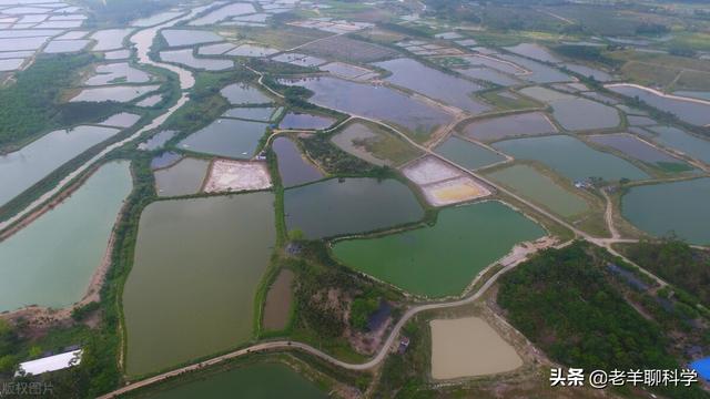 杀不尽的罗非鱼：我国咬牙对付75年，为何被美国人吃的片甲不留？