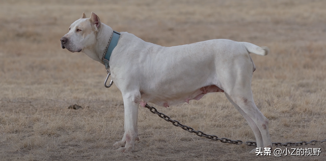 被称为猛犬的五个品种，有些是斗犬出身，它们的历史渊源有哪些？