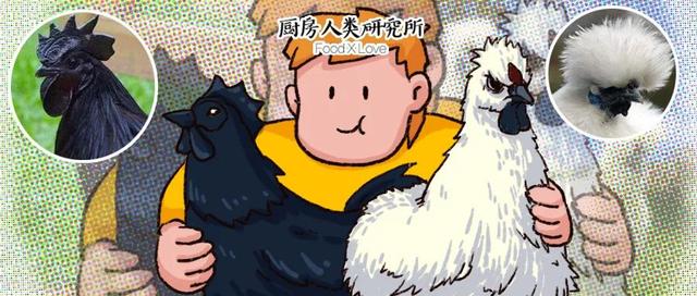 广东人用来煲汤的乌鸡，在国外居然成了网红萌宠…