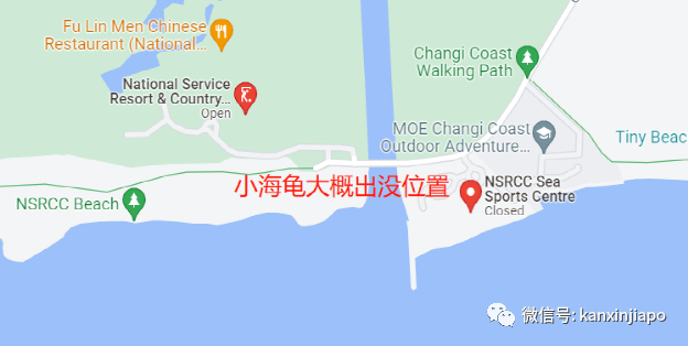 上百只海龟宝宝在东海岸迷路，好心人接力帮忙回归大海