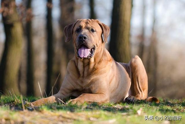 被称为猛犬的五个品种，有些是斗犬出身，它们的历史渊源有哪些？