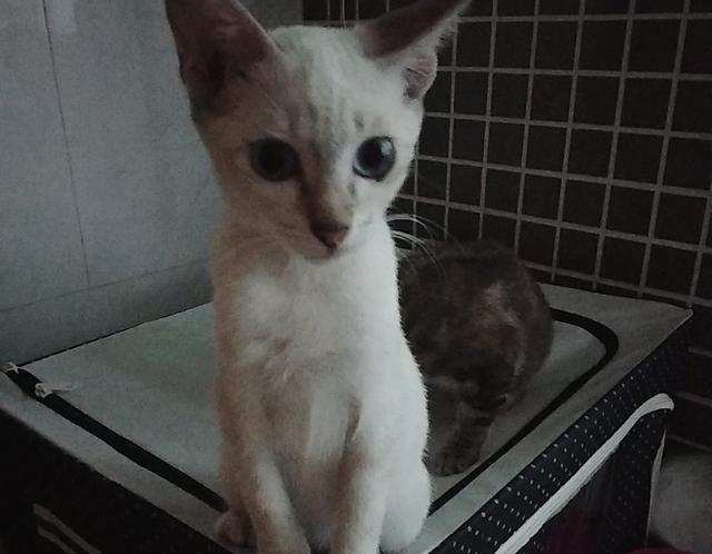 新加坡爱猫俱乐部