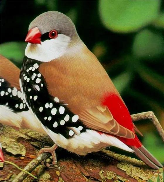 漂亮的鸟儿要比美，谁比谁更美呢？