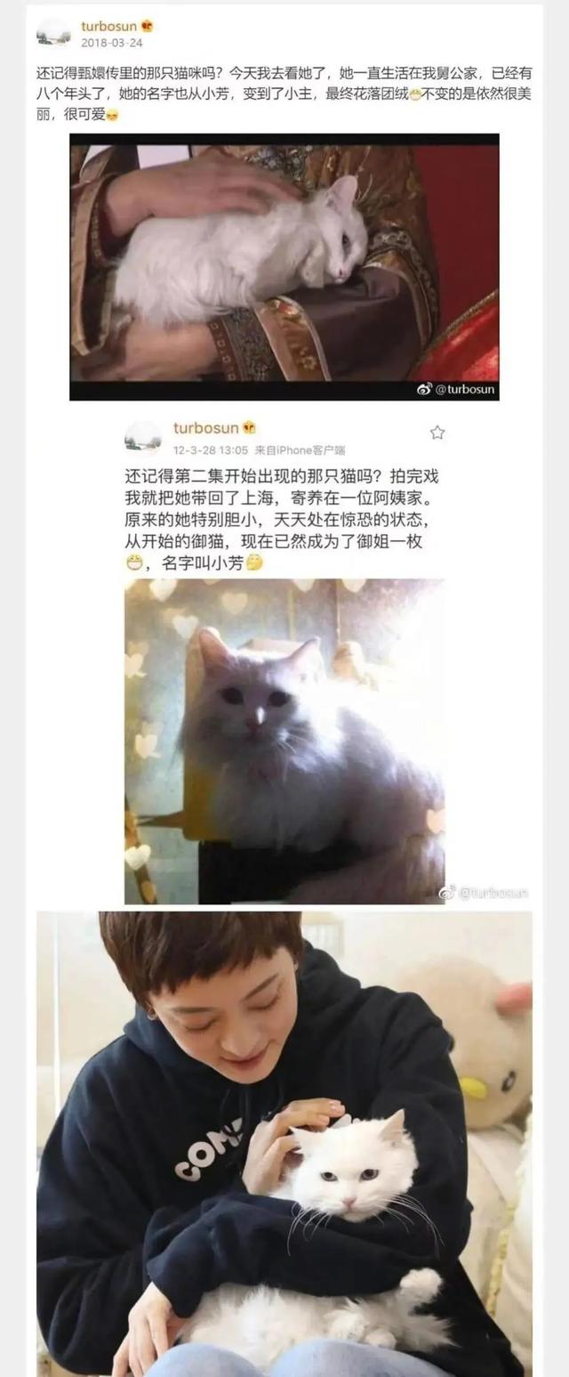 《当家主母》虐猫上热搜：为拍剧竟毒死真猫，剧组疯狂洗白惹争议