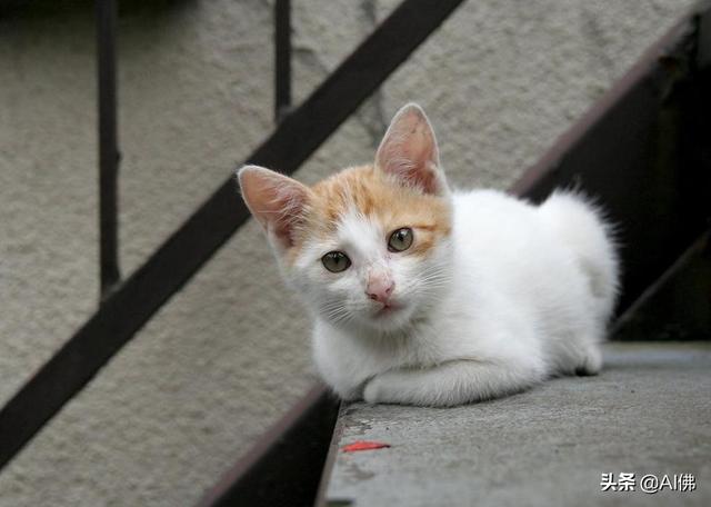 世界上22个最小的猫品种
