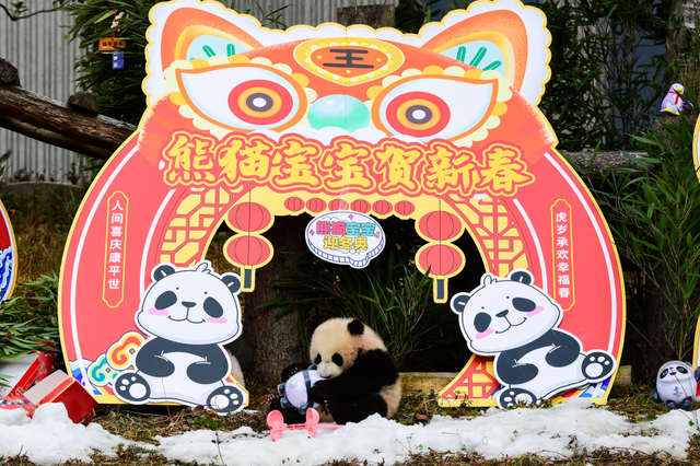 高萌预警！中国大熊猫保护研究中心20只熊猫宝宝集体亮相