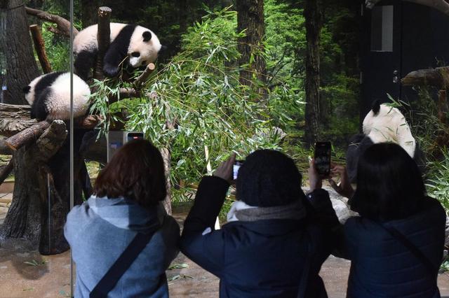 中国大熊猫是外国动物园的“爹”，日本人看了一眼：这辈子值了