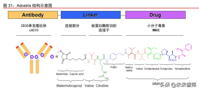 抗体偶联药物行业专题研究：群雄纷争，ADC药物领域快速发展