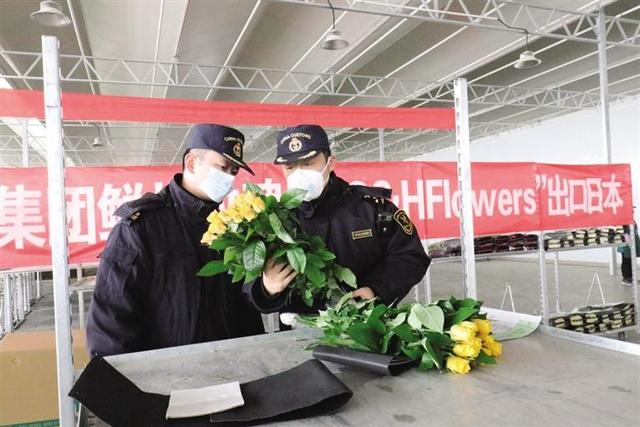 切花玫瑰首次出口日本 新区鲜花经济香飘海外