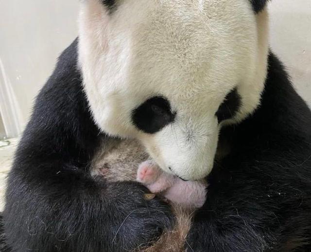 中国大熊猫是外国动物园的“爹”，日本人看了一眼：这辈子值了