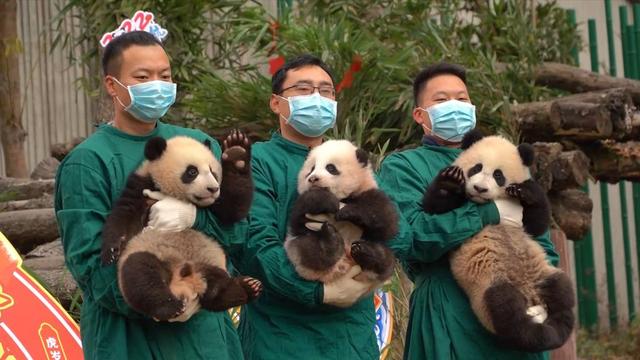 中国大熊猫保护研究中心：20只熊猫宝宝集体亮相贺新春