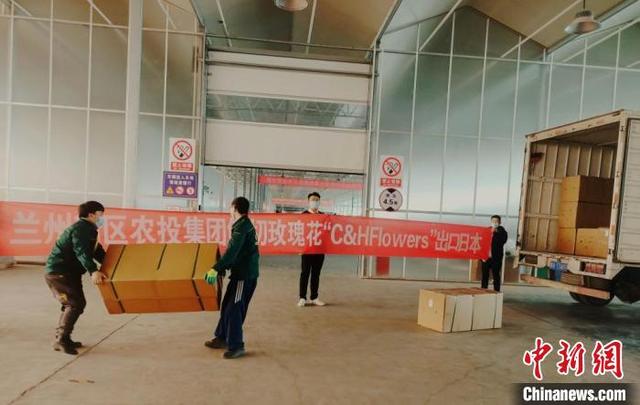 兰州新区构建花卉海外物流专线 鲜切玫瑰频拓国际市场