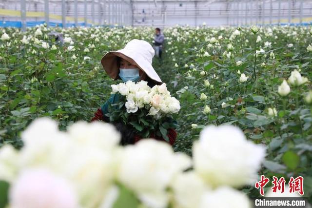 兰州新区“鲜花年货”俏销海内外“美丽经济”不打烊
