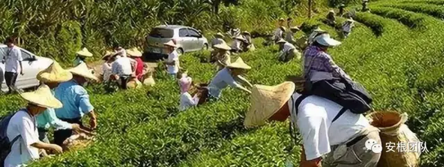 高端品牌农业研究：台湾