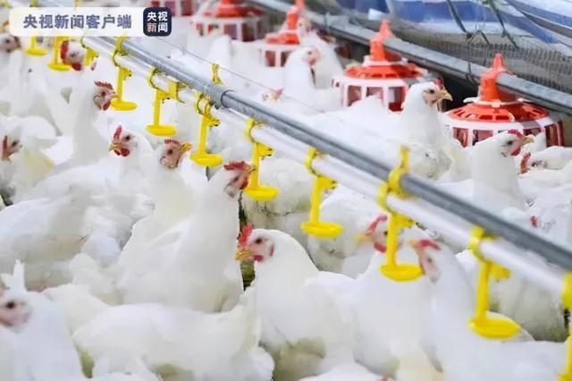 知耕快报｜卷心菜蛋白工厂；DNA数据存储软件“阿童木”上线