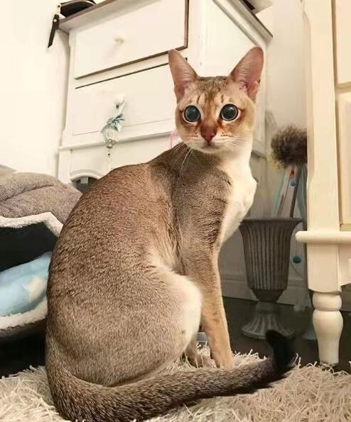 喜欢体型小巧家猫品种的朋友可以看一下