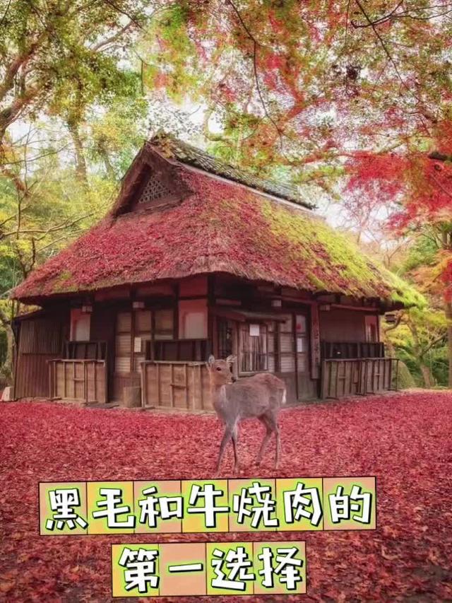 吃遍新加坡-第87期：黑毛和牛烧肉的第一选择