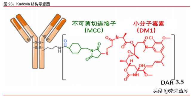 抗体偶联药物行业专题研究：群雄纷争，ADC药物领域快速发展