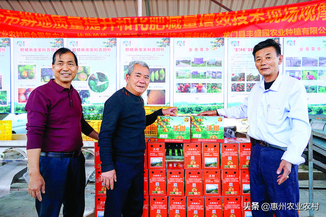 “花甲合伙人”科学种柑甜到国外 龙门三位种果人年过半百开启二次创业，种植无核沃柑获丰收