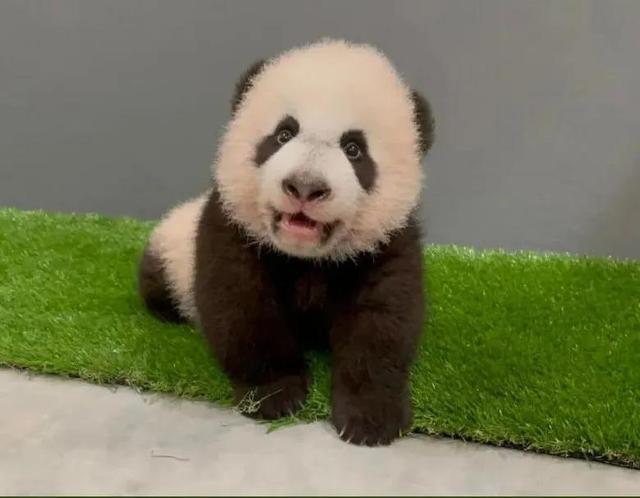 新加坡出生的第一只大熊猫幼崽在公众投票后命名为乐乐