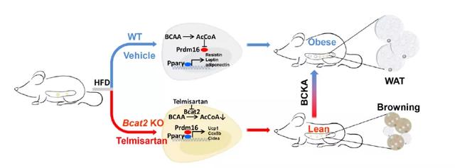 Nat Metab | 支链氨基酸促进肥胖的机制及其靶向干预