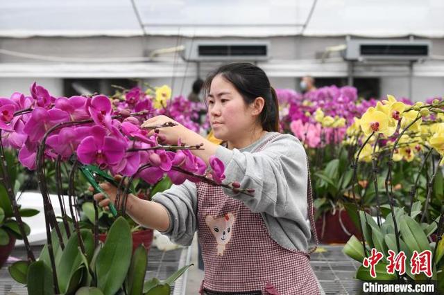 广东多地推“云上花市”税务助花商拓展销路