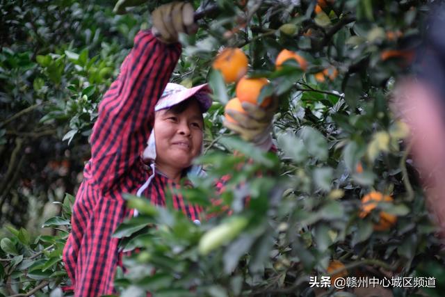 “世界橙乡”“橙”色足——农业银行信丰县支行支持脐橙产业发展纪实