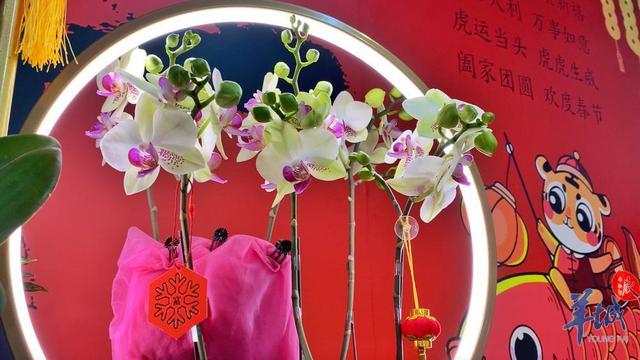 「老广贺春」年花市场涨声一片，本地品种网红产品值得关注