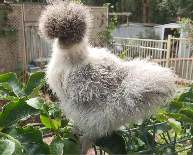 我家的美女鸡宝宝