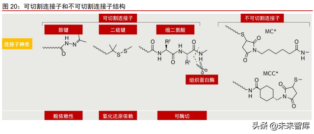 抗体偶联药物行业专题研究：群雄纷争，ADC药物领域快速发展