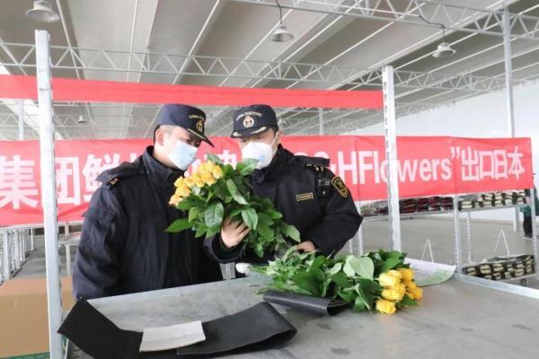 “鲜花经济”越开越旺，兰州鲜花首次出口日本