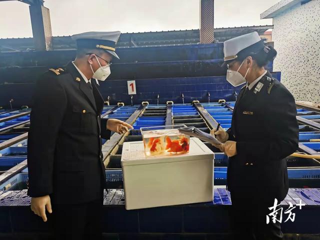 东莞小金鱼“游进”国际大市场