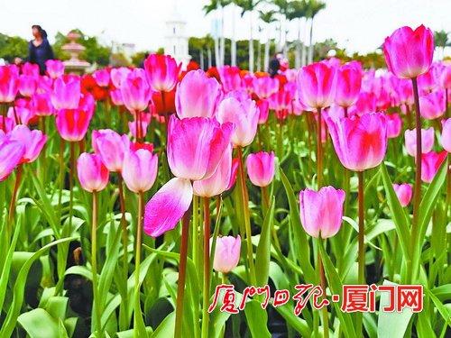@厦门人 踏青赏花去哪里？这份地图请收好