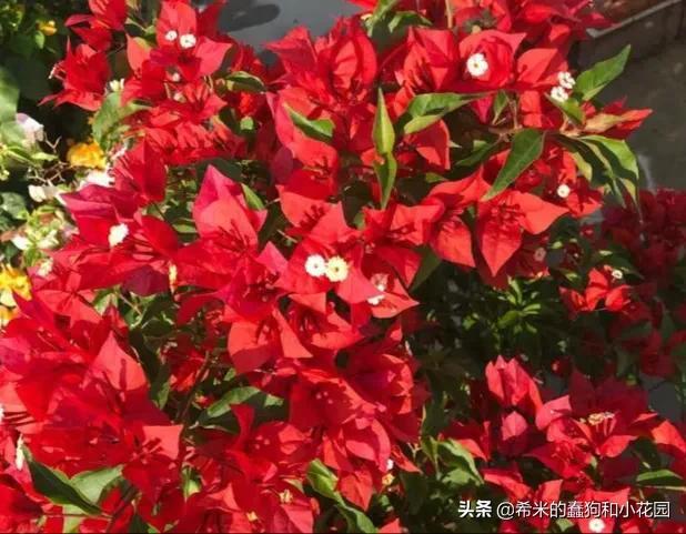 开挂区两广区域三角梅各色勤花品种介绍。花友：你若爆花便是晴天